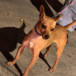 Perro