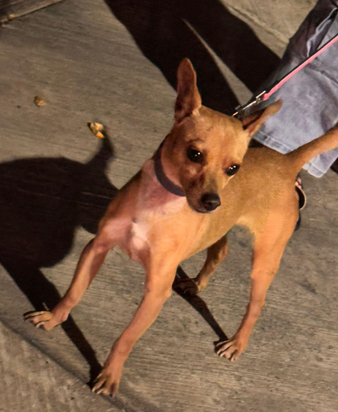 Perro