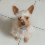 papucho