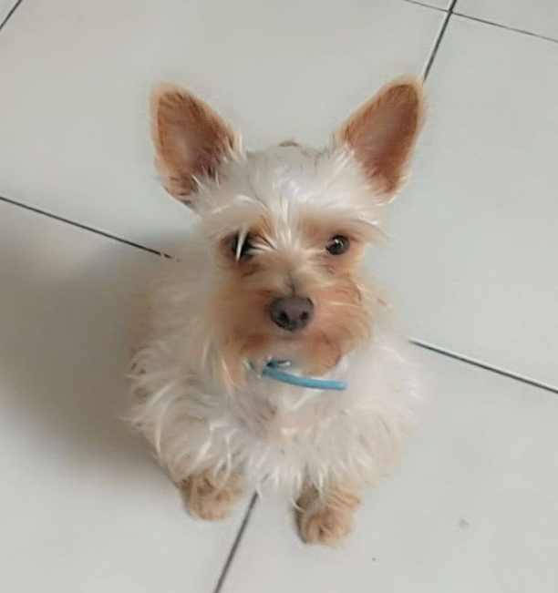 papucho