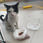 Gato