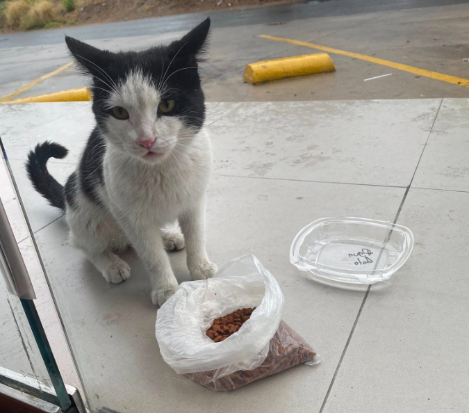 Gato