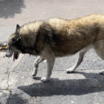 Perro