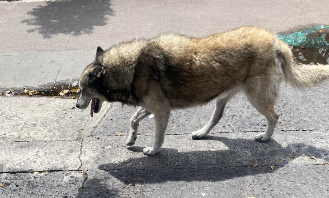 Perro
