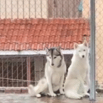 Perro