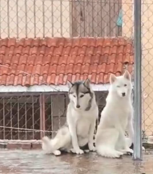 Perro