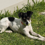 busca hogar