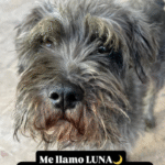 luna