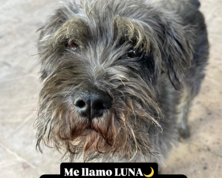 luna