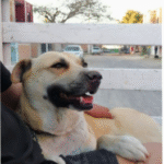 Perro