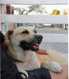 Perro