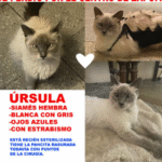 ursula