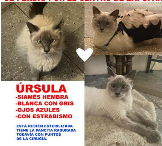 ursula