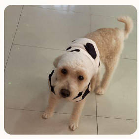 Bruno