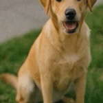 Perro